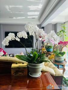 锦尚府上叠边套185.8平豪装580万